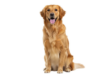Fototapeta premium A golden retriever dog sits and smiles isolated on transparent background