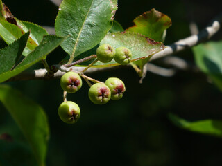 Unripe Green Aronia Berries Clinging to a Branch with Lush Green Leaves