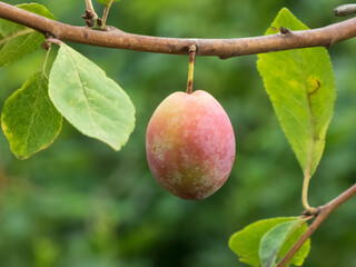 Single Ripening Plum Hanging on a Branch with Green Leaves