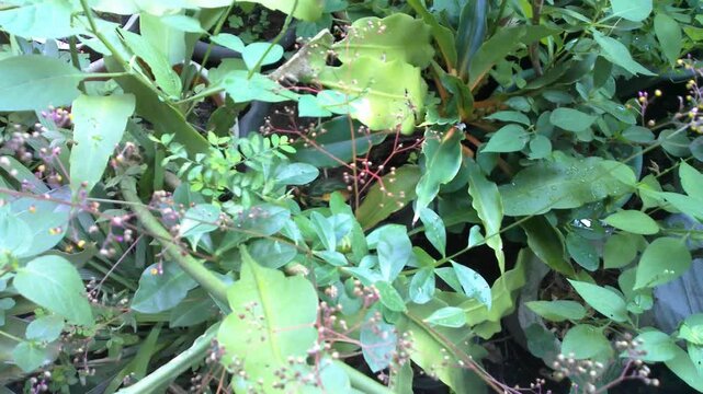 ginseng flowers in the garden