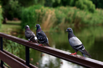 Three gray pigeons perched on a wooden railing by a calm river. Lush greenery surrounds water