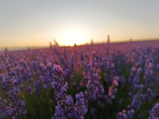 Campo de lavanda, Brihuega (Guadalajara)