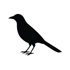 Fototapeta premium A jay bird silhouette vector illustration.