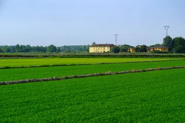 Foto auf Acrylglas Grün Rural landscape near Terranova, Casale Monferrato, Alessandria province, Italy  © Claudio Colombo