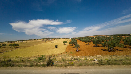 Obraz premium Rural Landscape with Olive Trees and Fields