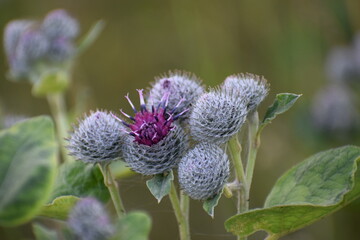 The photo shows burdock known as spider or hairy burdock