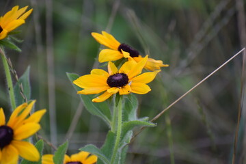 The photo shows Rudbeckia, a genus of annual, biennial and perennial herbaceous plants of the Asteraceae family.