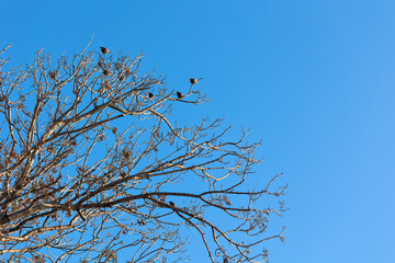 Starling birds sitting on the branches of a tree against the blue sky