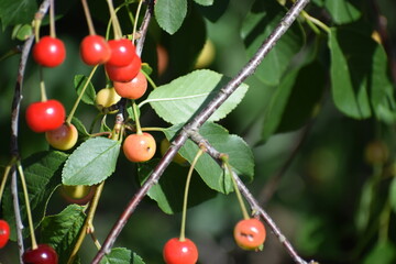 The photo shows cherries, which are under the genus Plum of the Rosaceae family.