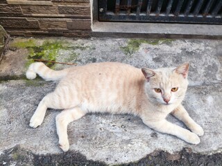 gingger cat lying on the ground