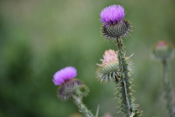 The photo shows burdock known as spider or hairy burdock