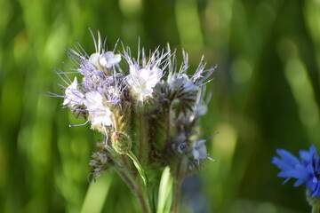 the photo shows phacelia tansy