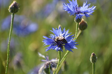 A bee is shown collecting nectar from a flower.