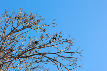 Starling birds sitting on the branches of a tree against the blue sky