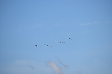 The photo shows silhouettes of birds flying against a bright sky.