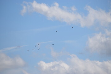The photo shows silhouettes of birds flying against a bright sky.