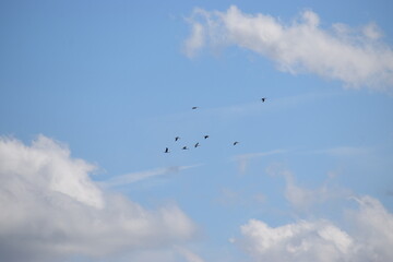 The photo shows silhouettes of birds flying against a bright sky.