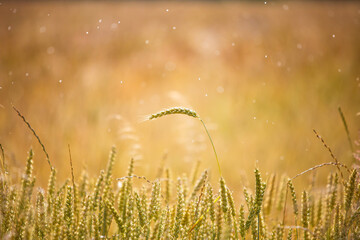 wheat field in the morning