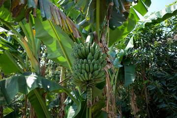 Pisang Kepok, Green banana bunch, Musa paradisiaca, hanging on tree in the garden