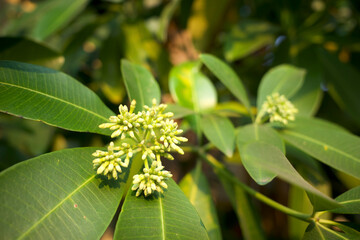 Pulai, Alstonia scholaris flower buds and green leaves, commonly called blackboard tree