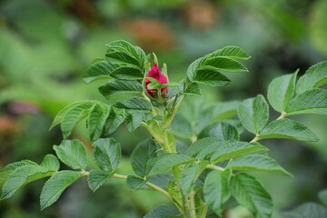 The image shows a rosehip bud, probably a rosehip of the forced or wild rose type.