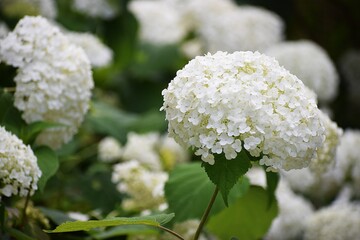 the photo shows a tree hydrangea