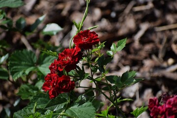 the photo shows a rose of the Sympathie variety