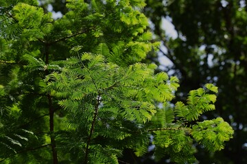 The photo shows Chinese metasequoia