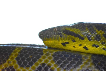The image shows anaconda, a genus of large non-venomous constrictor snakes that live in tropical...