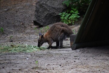 The image shows a wallaby - a medium-sized marsupial mammal belonging to the kangaroo family