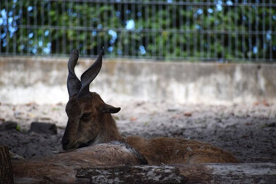 The photo shows the markhur, a large species of wild goat native to the mountainous regions of Central and Western South Asia.