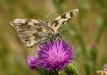 Schachbrett-Schmetterling auf einer Distel