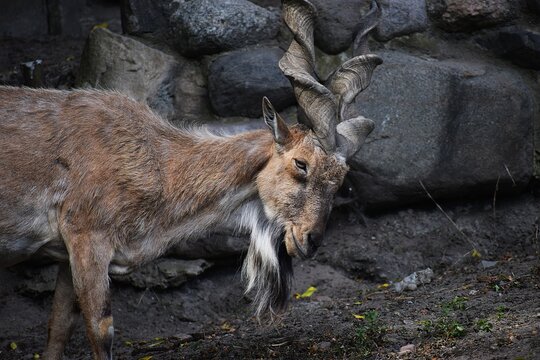 The image shows a horned goat or markhur.