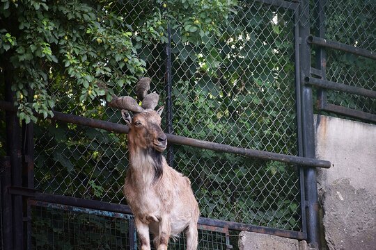 The image shows a horned goat or markhur.