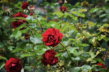 active during daylight, admiral, agile flight, and woodland edge, atalanta, audible humming noise, beats its wings rapidly, beautiful, black wavy lines across wings, blossom, brown forewings, buddleja