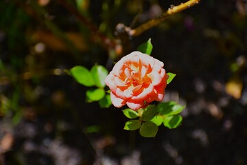 The photo shows a flower that looks like a Japanese camellia.