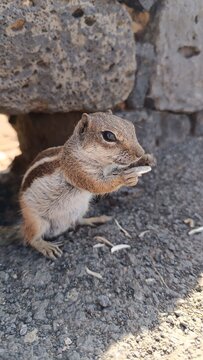 Ardilla moruna (Atlantoxerus getulus), Fuerteventura