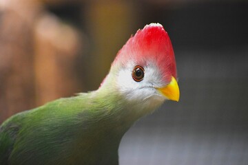 the image shows a turaco, probably an Angolan turaco
