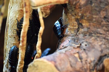 the image shows Madagascar hissing cockroaches