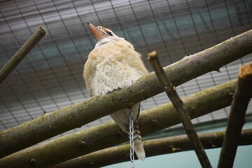 the image shows a blue-winged kookaburra