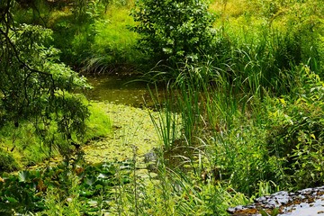 The image shows a pond surrounded by dense vegetation.