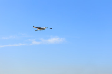 Seagull flying in the blue sky, closeup of photo