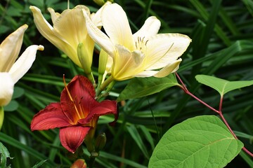 The image shows a flower similar to a daylily known as the day beauty.