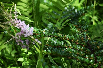 pink flowers in a garden