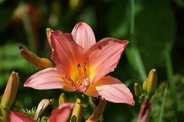 The image shows a flower similar to a daylily known as the day beauty.