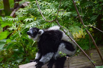 in the photo the animal is a black and white warry lemur