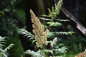 the photo shows mountain ash