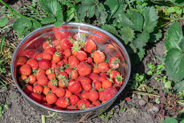 A bowl of fresh, ripe strawberries sits amidst a vibrant green strawberry patch, ready to enjoy.