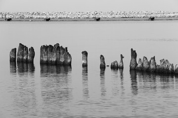 weathered remains of wooden posts protecting the shore in the calm waters of the Baltic Sea in...