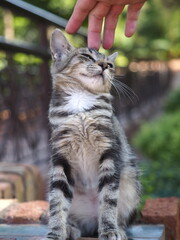 portrait of a kitten being stroked by a human hand